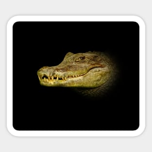 Crocodile Sticker